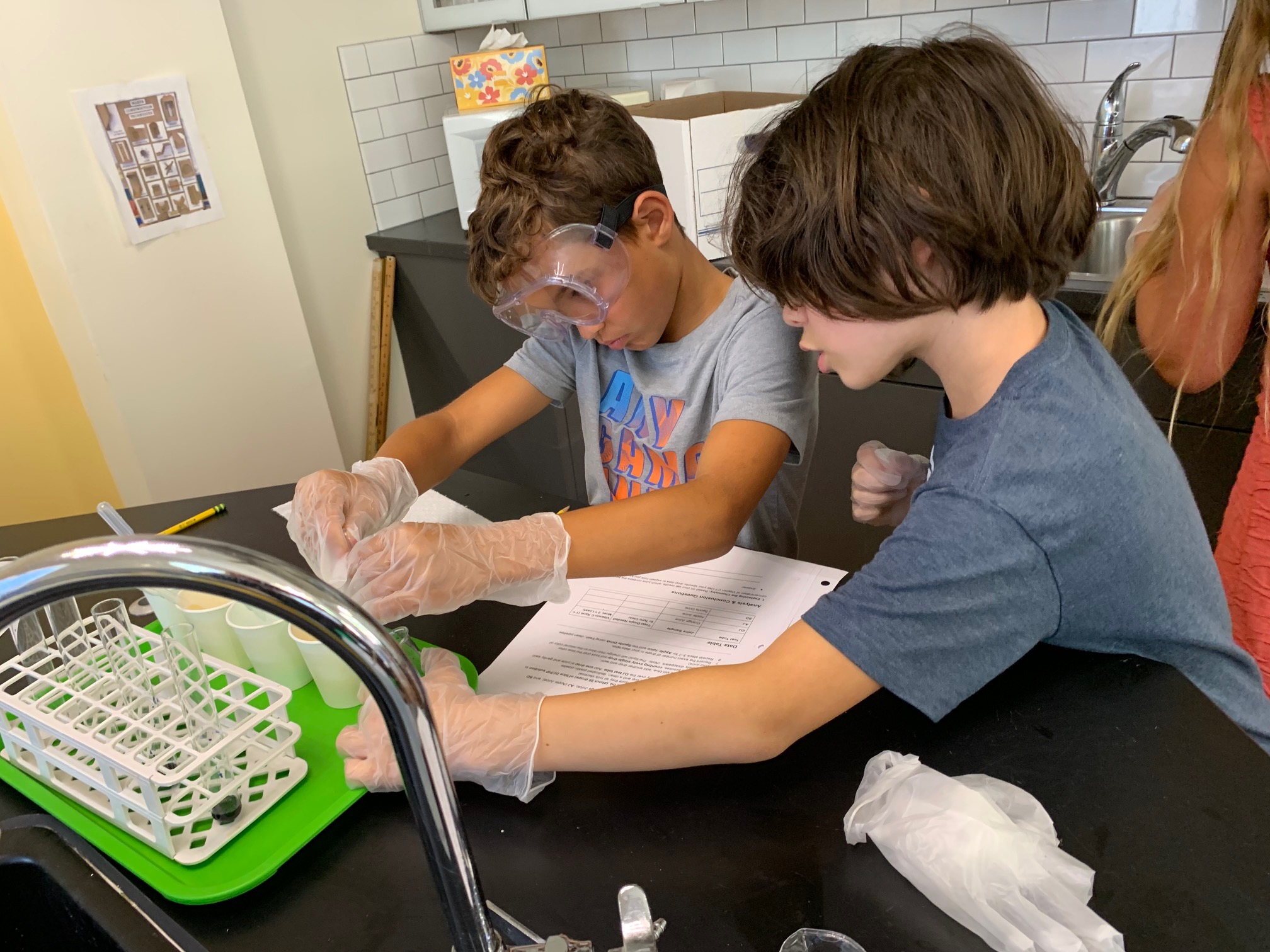 Cygnets in lab